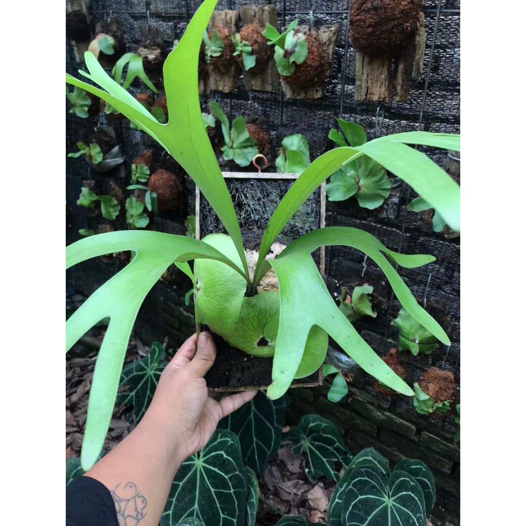 Platycerium Alcicorne Africa Small