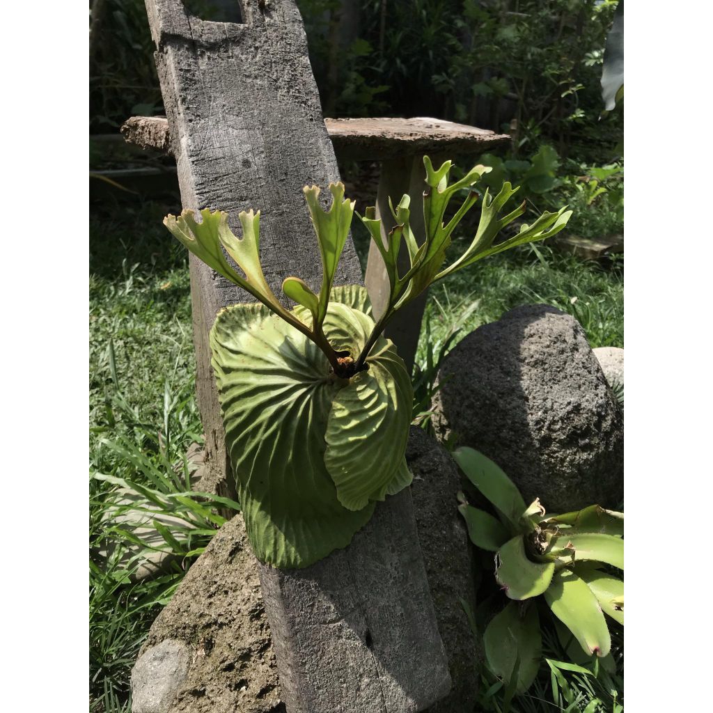 Platycerium Ridleyii