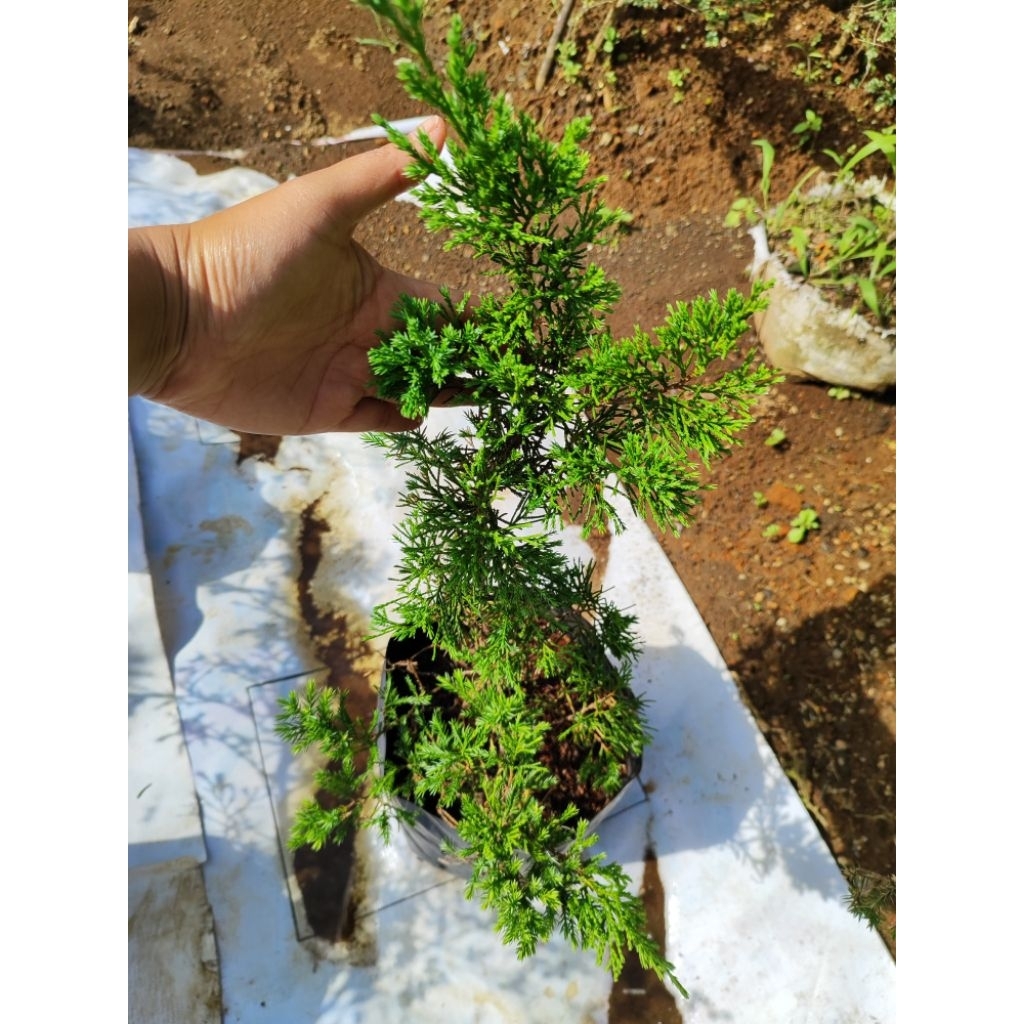 Bahan Bonsai Cemara Sinensis Hijau/ Cemara Green Sinensis/ Juniperus Chinensis