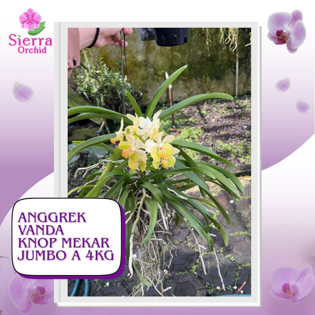 ANGGREK VANDA KNOP MEKAR JUMBO A (4 KG)