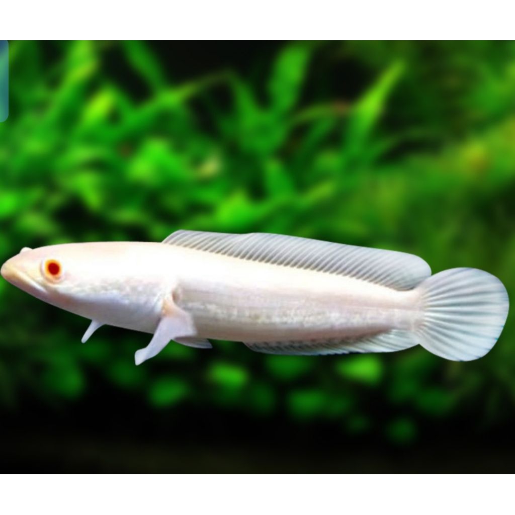 Hiasan Aquarium Channa Striata Albino