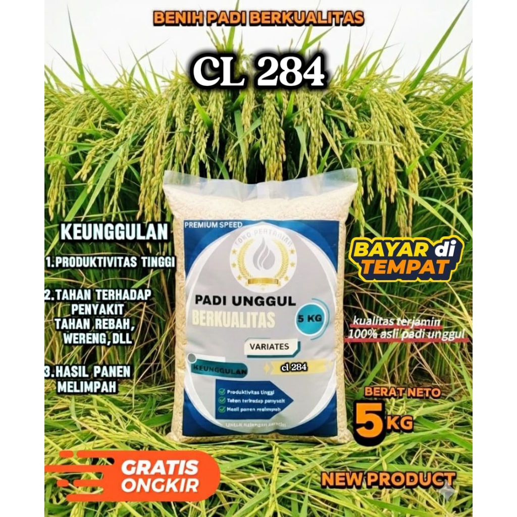 benih padi CL284 berkualitas 5kg
