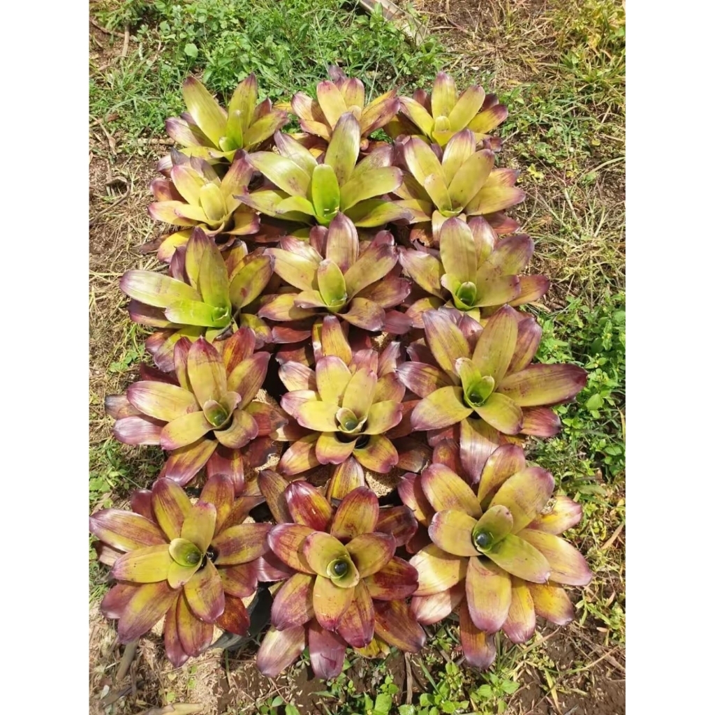 Bromelia - Tanaman Hias Bromelia Black Manila - Bromelia Koleksi - Bromelia Rimbun