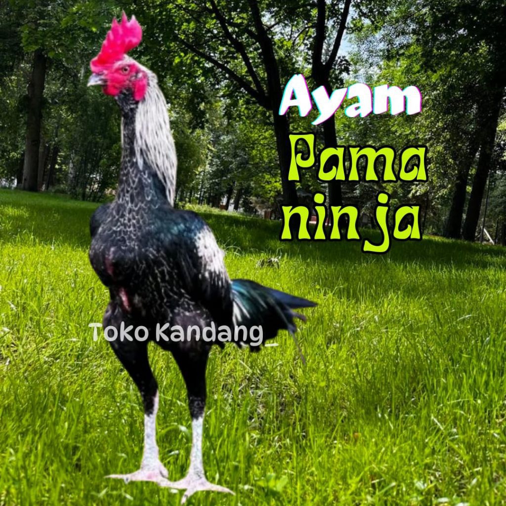 telur ayam pama ninja original untuk ditetaskan
