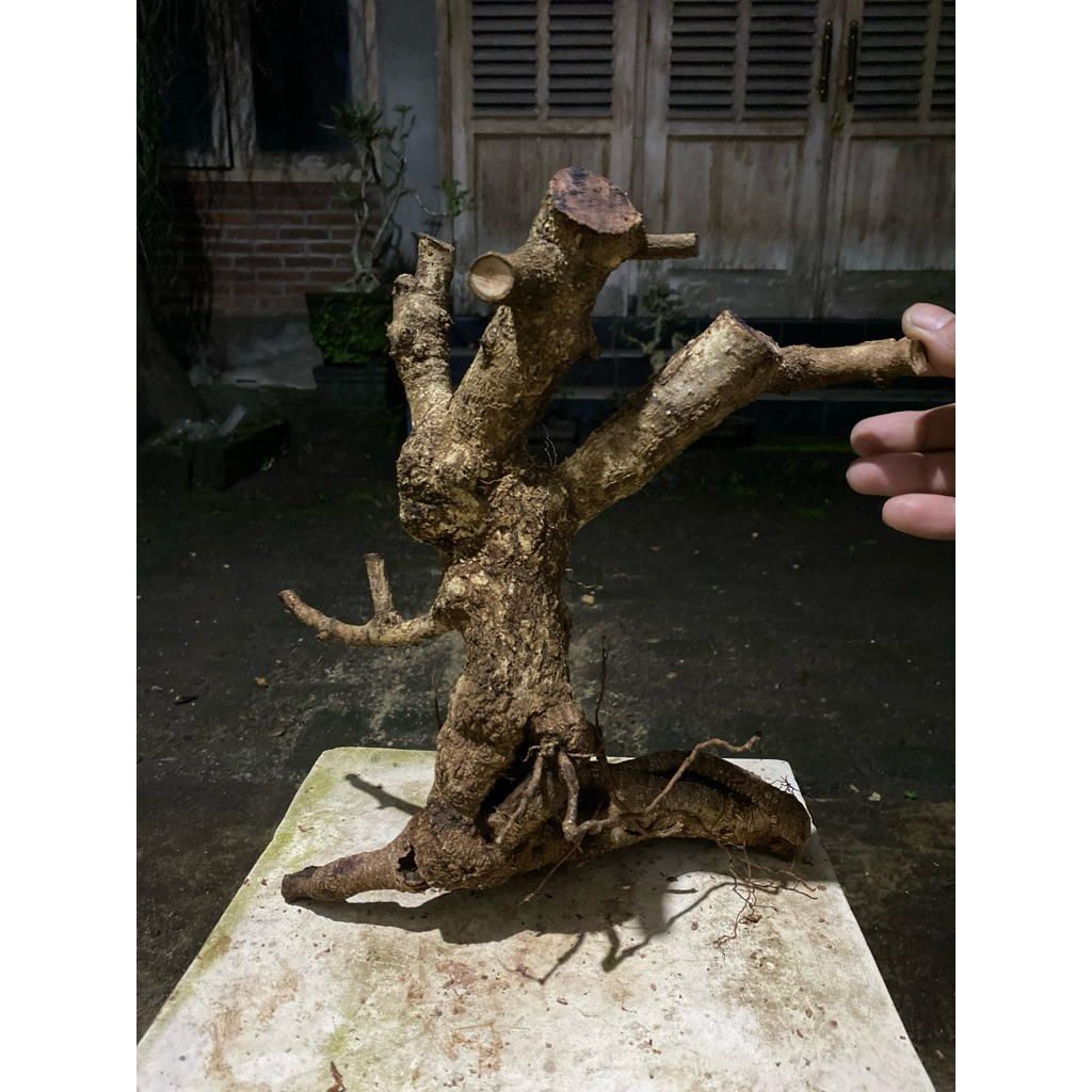 Bahan Bonsai Ileng-ileng / Mangsian / Pylantus reticulatus