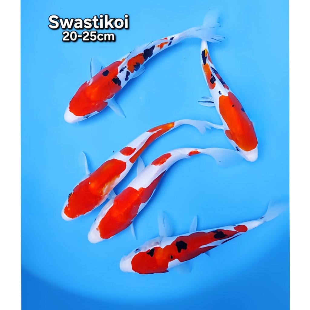Ikan koi blitar 5 ekor super