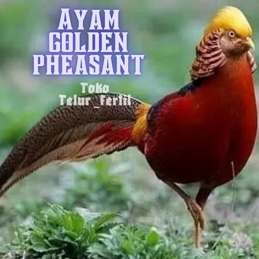telur ayam golden pheasant asli untuk ditetaskan