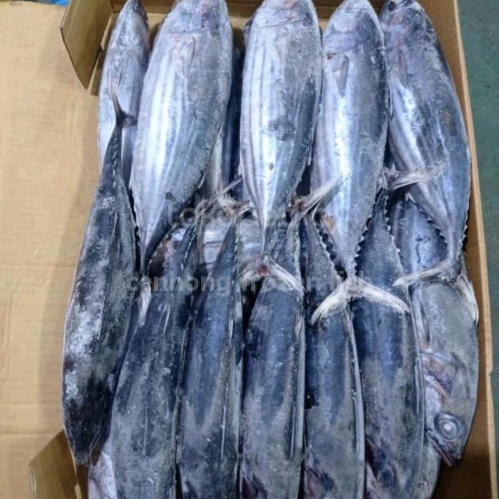 Ikan Cakalang Frozen Beku Kapal