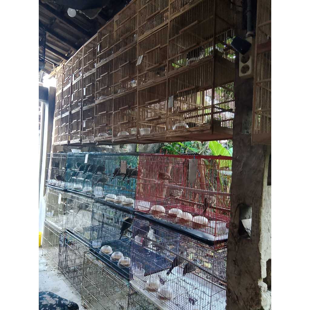 Perkutut Bangkok Paket 3 Ekor Mantab Josh Usia 4-7 bulan Jantan Betina Campur Ori Pakai Ring