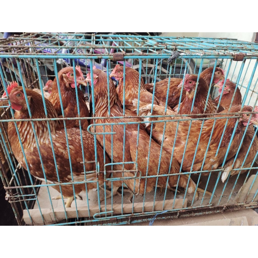 ayam petelur siap bertelur dan sudah bertelur