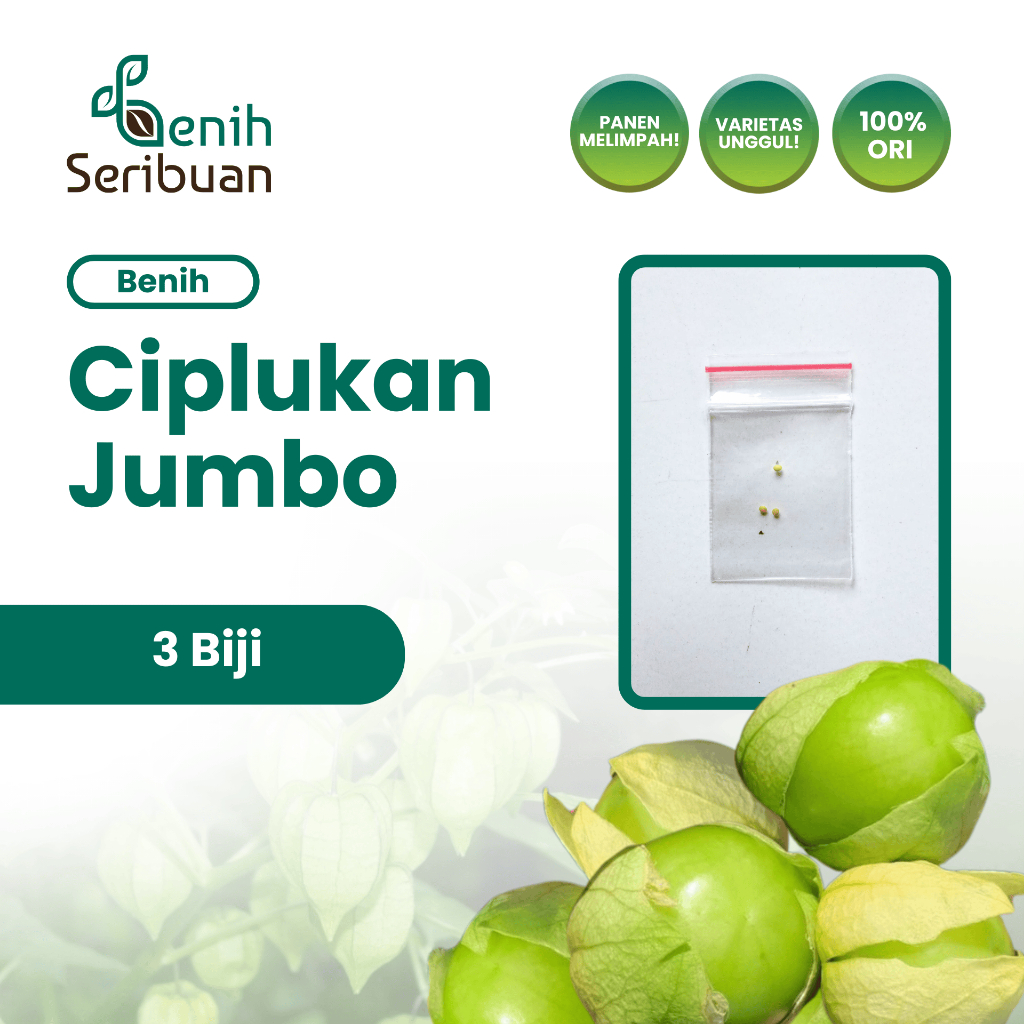 Benih Seribuan - 3 Benih Buah Ciplukan Jumbo Unggul
