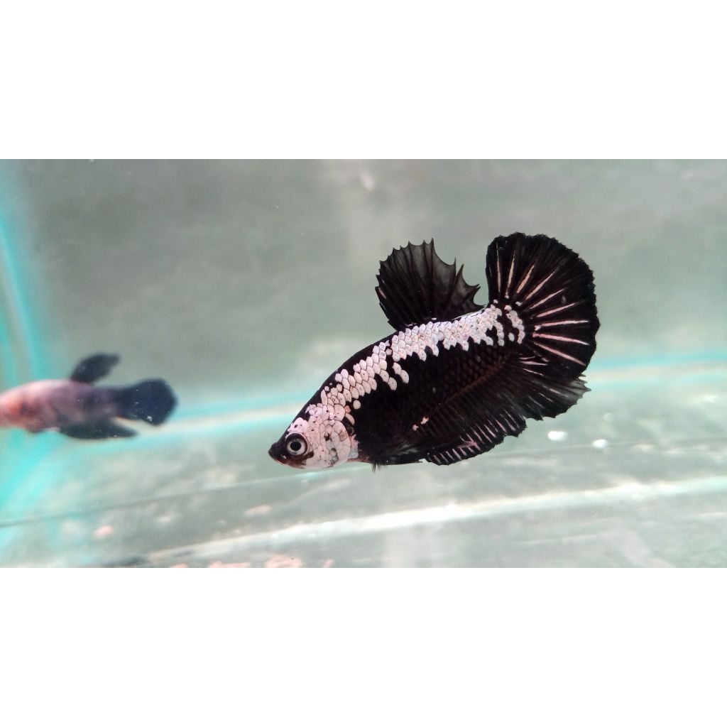 Ikan cupang black mamba