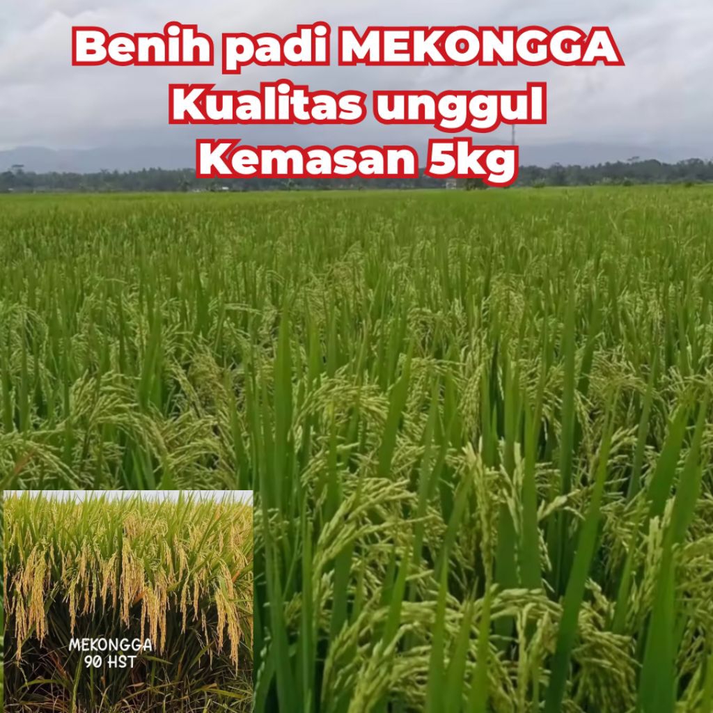 Benih padi MEKONGGA kualitas super kemasan 5kg