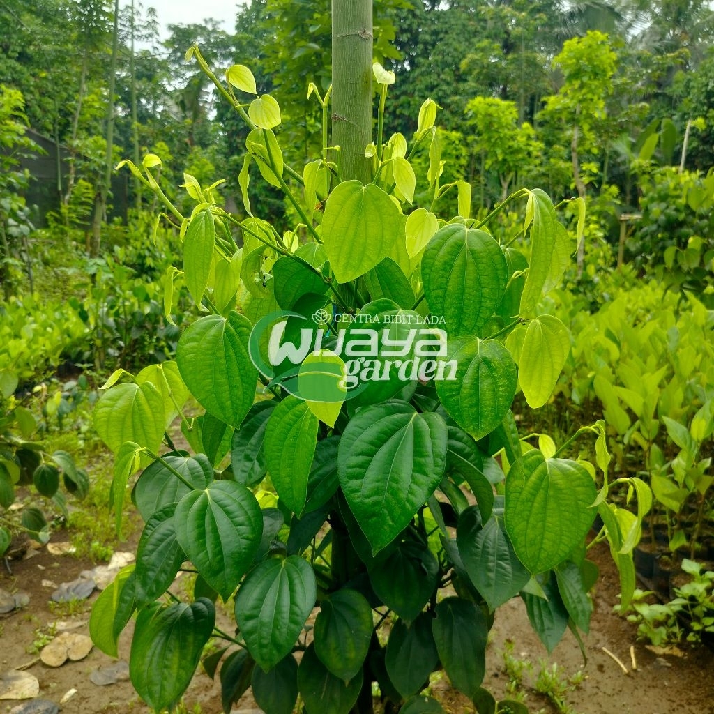 ISI 14 BIBIT LADA SAMBUNG MELADA JENIS INDIA SRILANKA | LADA SAMBUNG MELADA | LADA PUTIH | LADA HITA