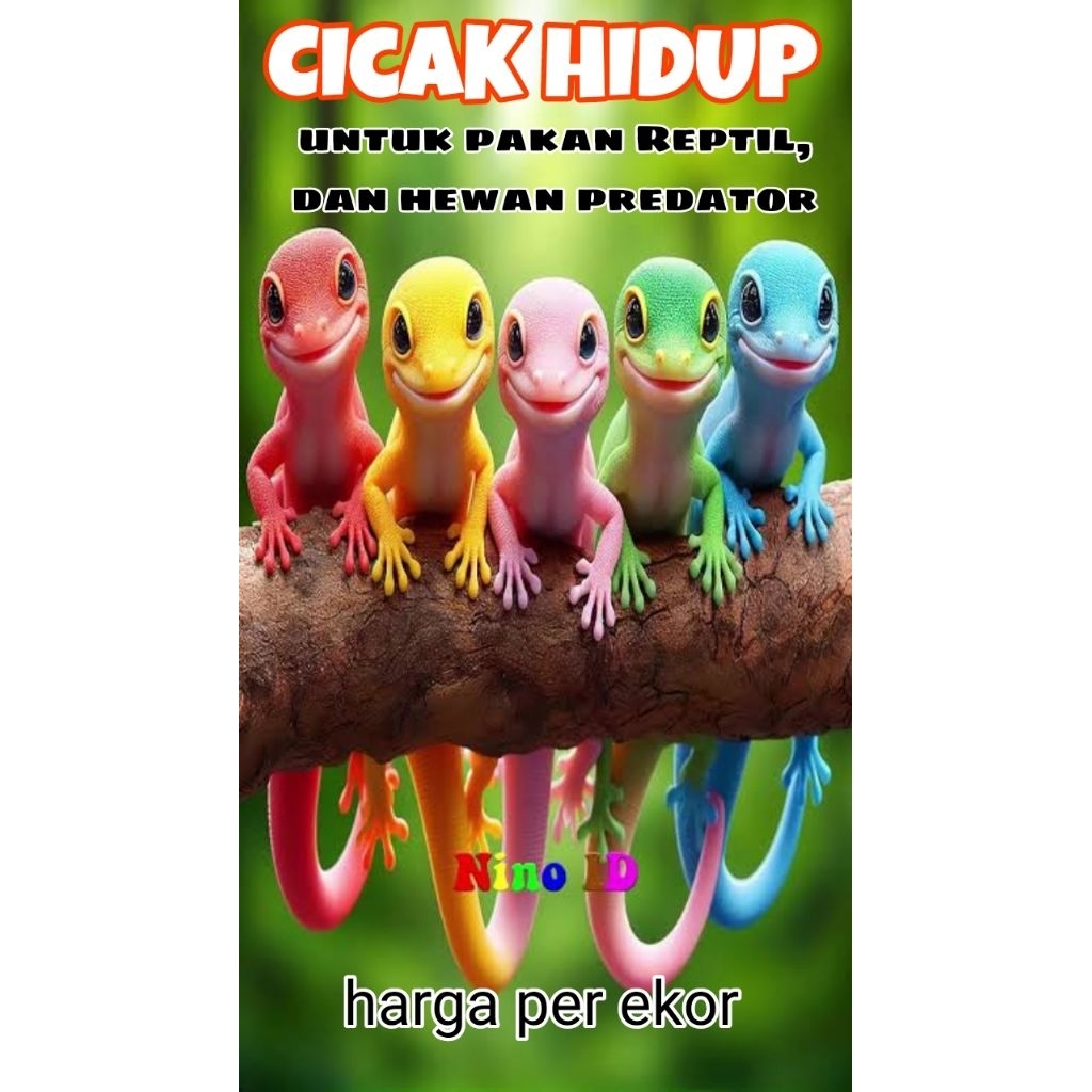 Pakan Reptil dan Predator || Cicak Hidup pakan Reptil per ekor
