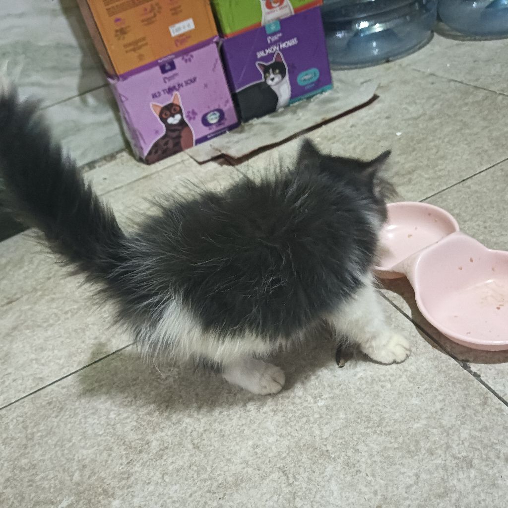 HEWAN PELIHARAAN ANAK KUCING ANGGORA/ KUCING ANGGORA