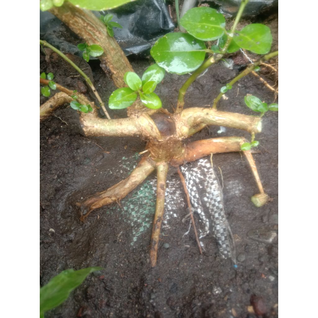 Sancang bahan mame akar kokoh dan sehat