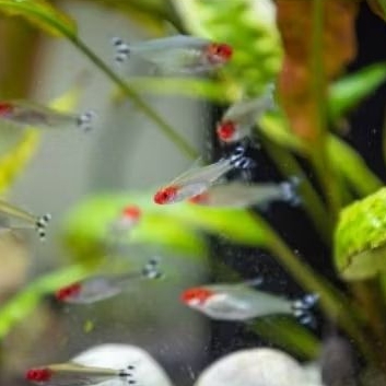 IKAN RED NOSE TETRA