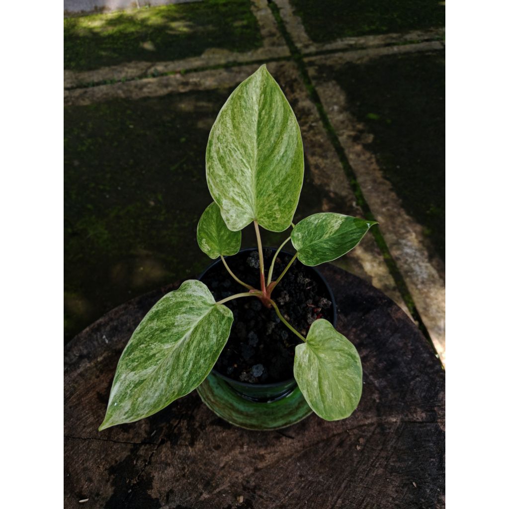 Tanaman Homalomena SP variegata mint