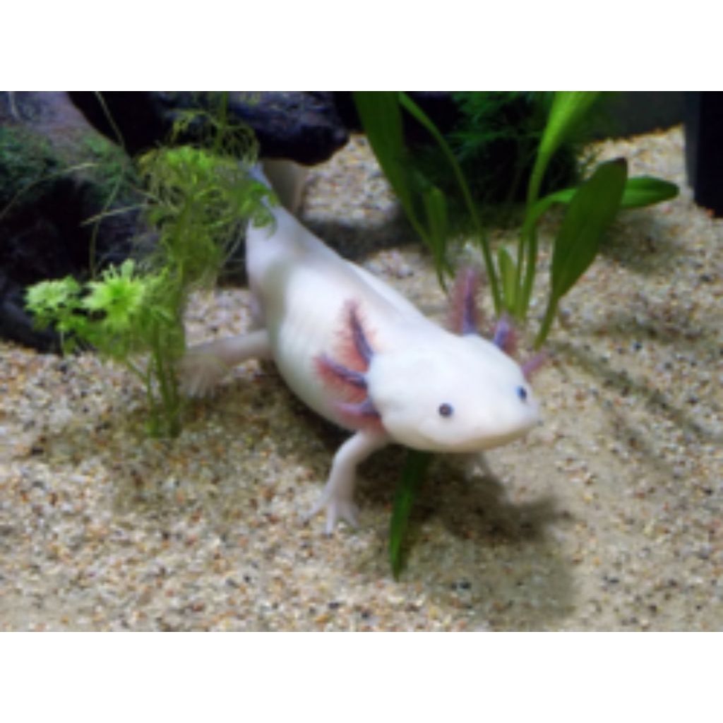 perlengkapan aquarium, Axolotl leucistic 7-8 cm