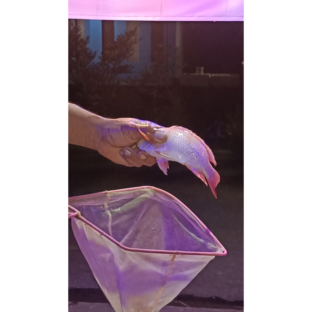 bibit bobot anakan 10 ekor vitamin super original ikan hiyas nila merah dekorasi aquarium air tawar