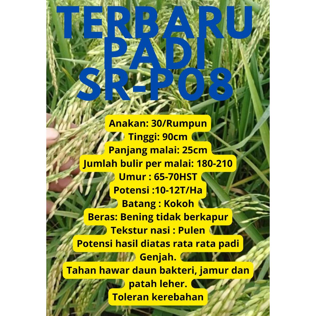 Bibit Benih Padi sr-P08 original Kemasan 1 Kg