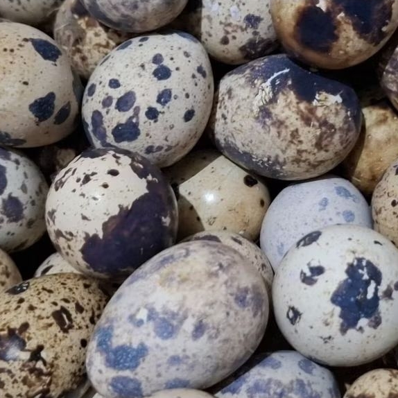 Telur Puyuh Matang | Telor Puyuh Matang | Telor Puyuh