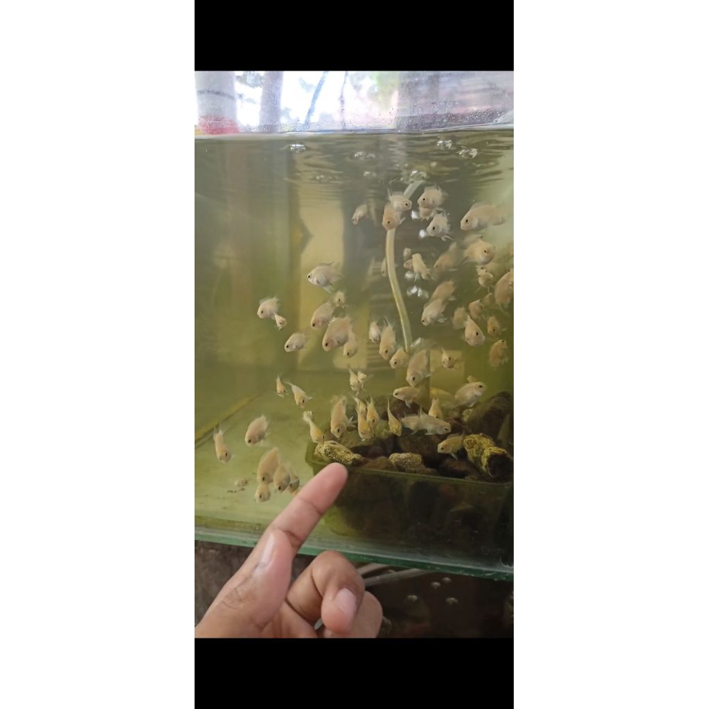 platinum polar/blue polar