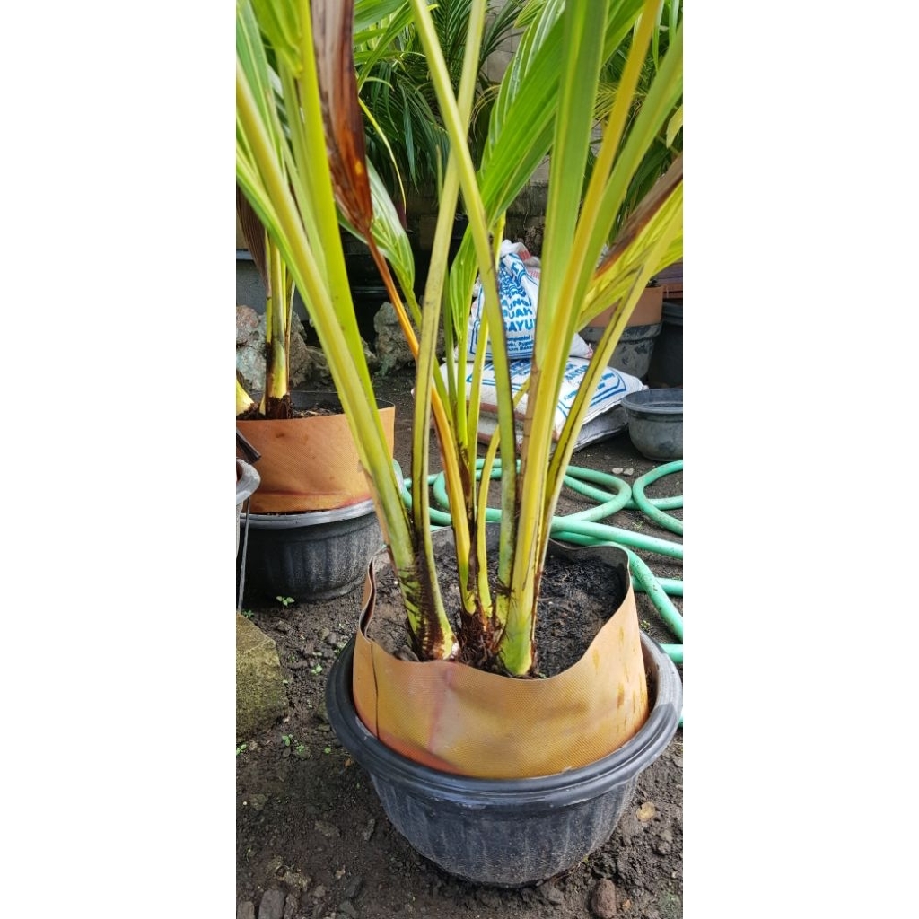 bahan bonsai kelapa cabang 3