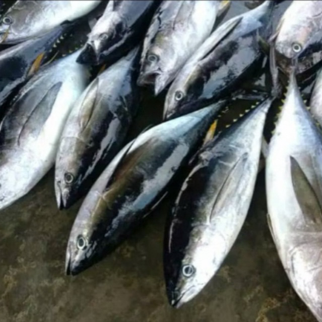 ikan tongkol abu abu jabrik walang segar