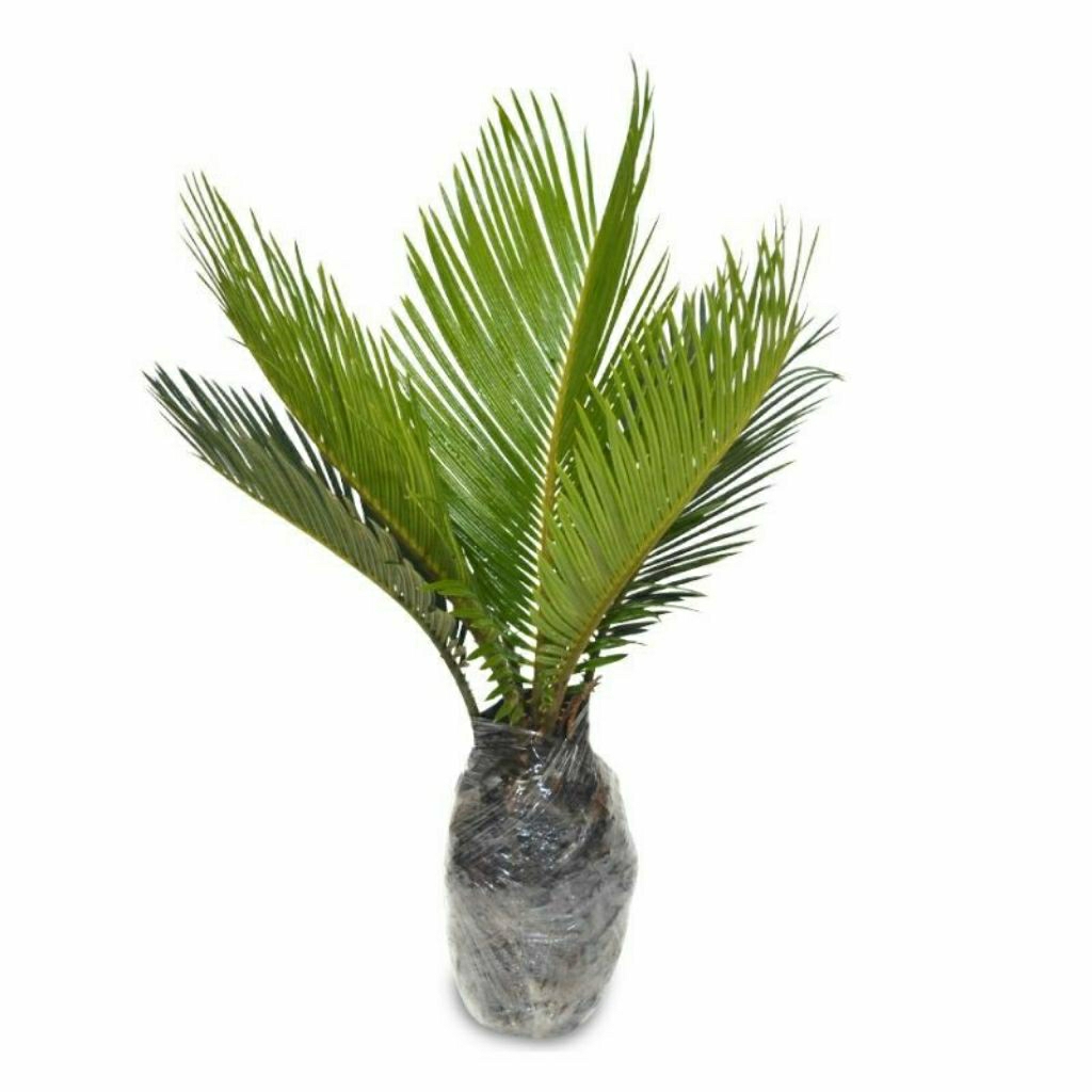 Bibit Pohon Kurma / Korma Arab jenis Ajwa