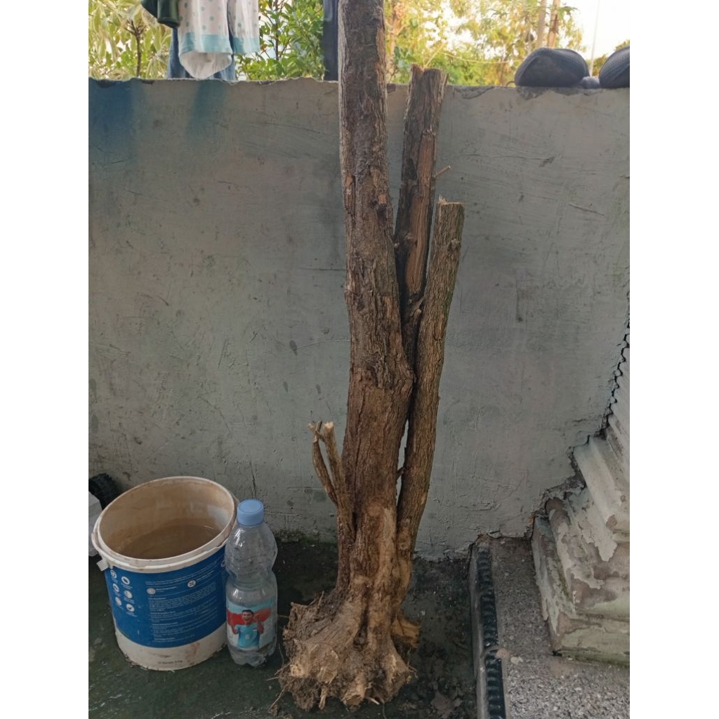 kemuning dongkelan akar batang kemuning lokal bahan bonsai karakter akar melingkar