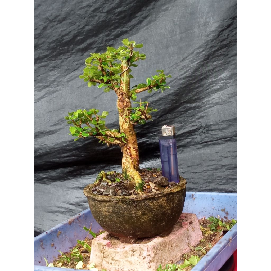 BONSAI SAKURA MIRTEN DAUN DURI