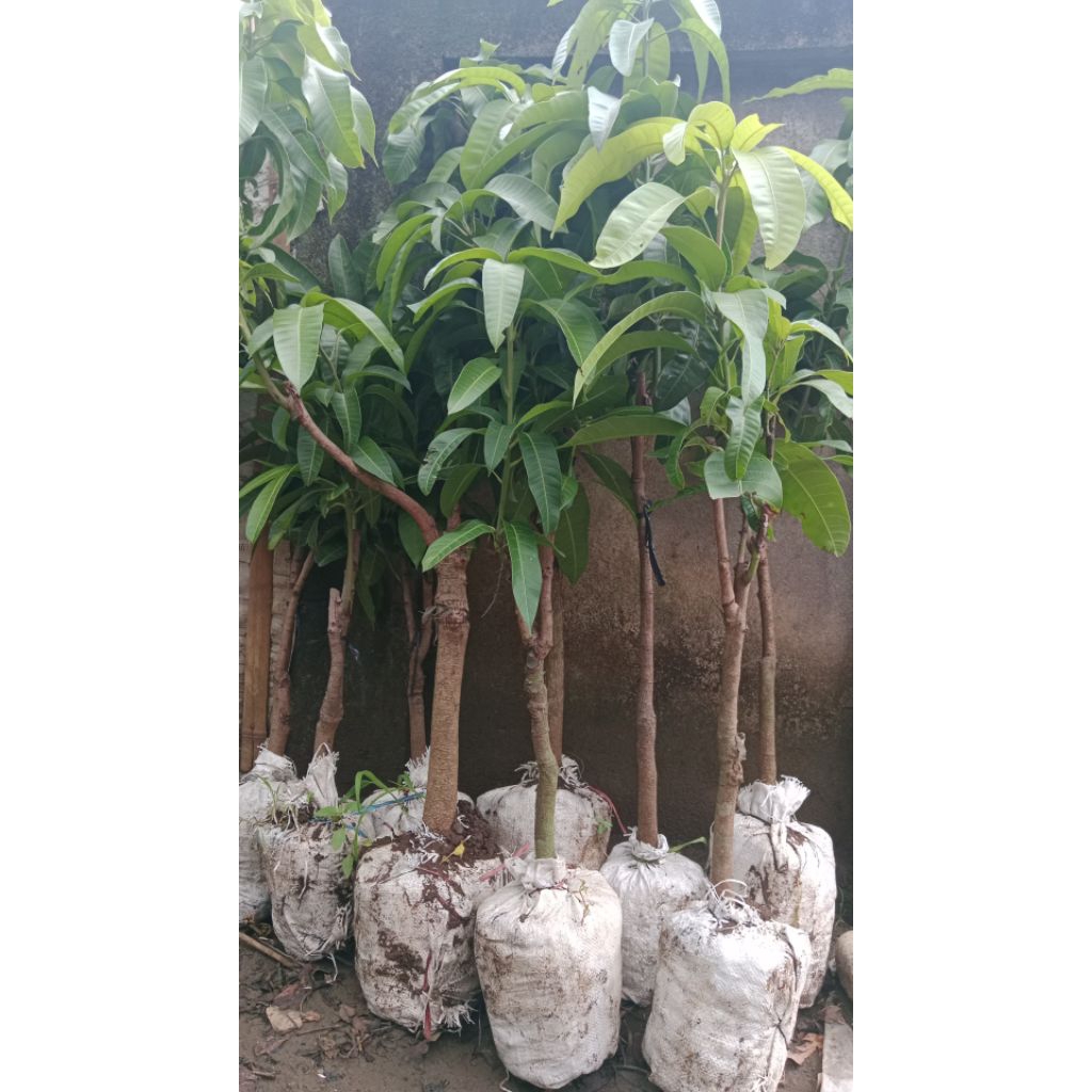 BIBIT MANGGA CANGKOK JENIS OKIONG, MAHATIR, MADU ANGGUR, GADUNG