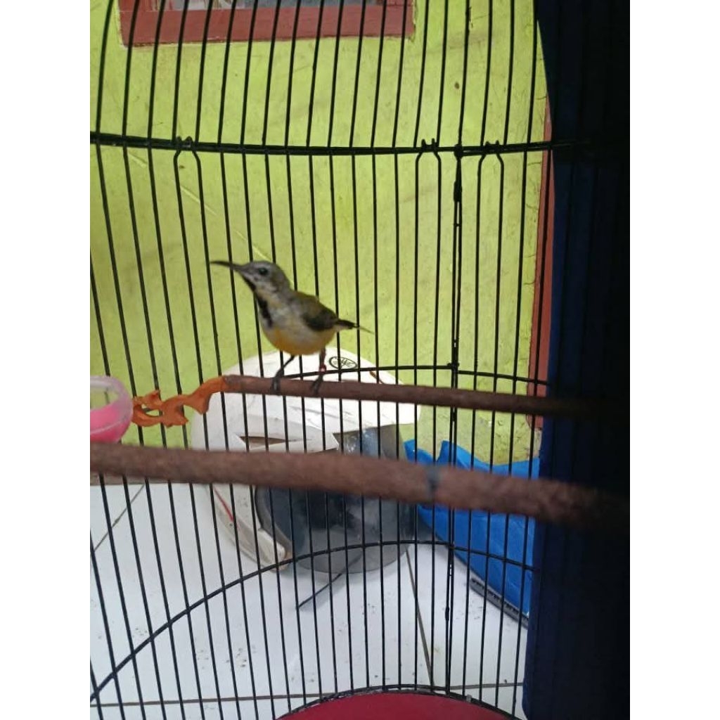 sogon trotol gacor rawatan