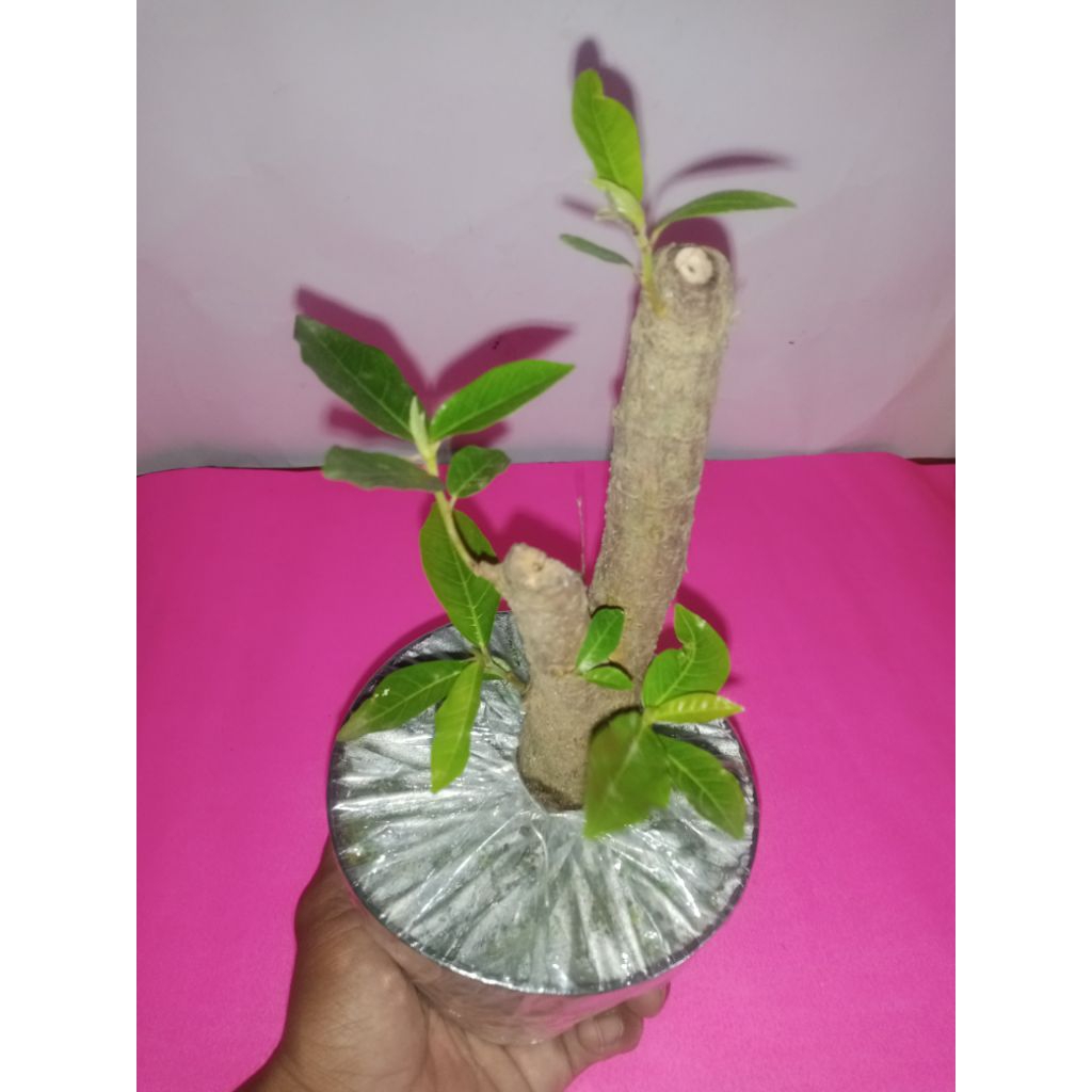 promo bahan bonsai loa dongkelan sudah tumbuh tunas di kirim menggunakan pot