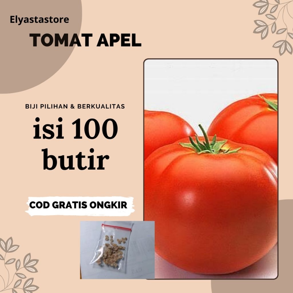 Biji benih buah tomat apel merah 50 butir