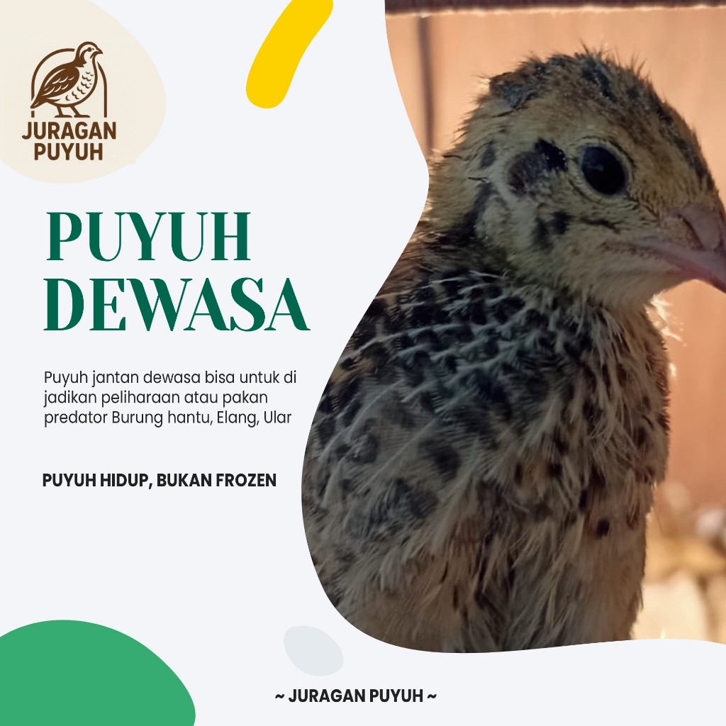 Ready DOQ Puyuh Jantan Dewasa / Anak Burung Puyuh/Pakan Predator/Pakan Burung Hantu