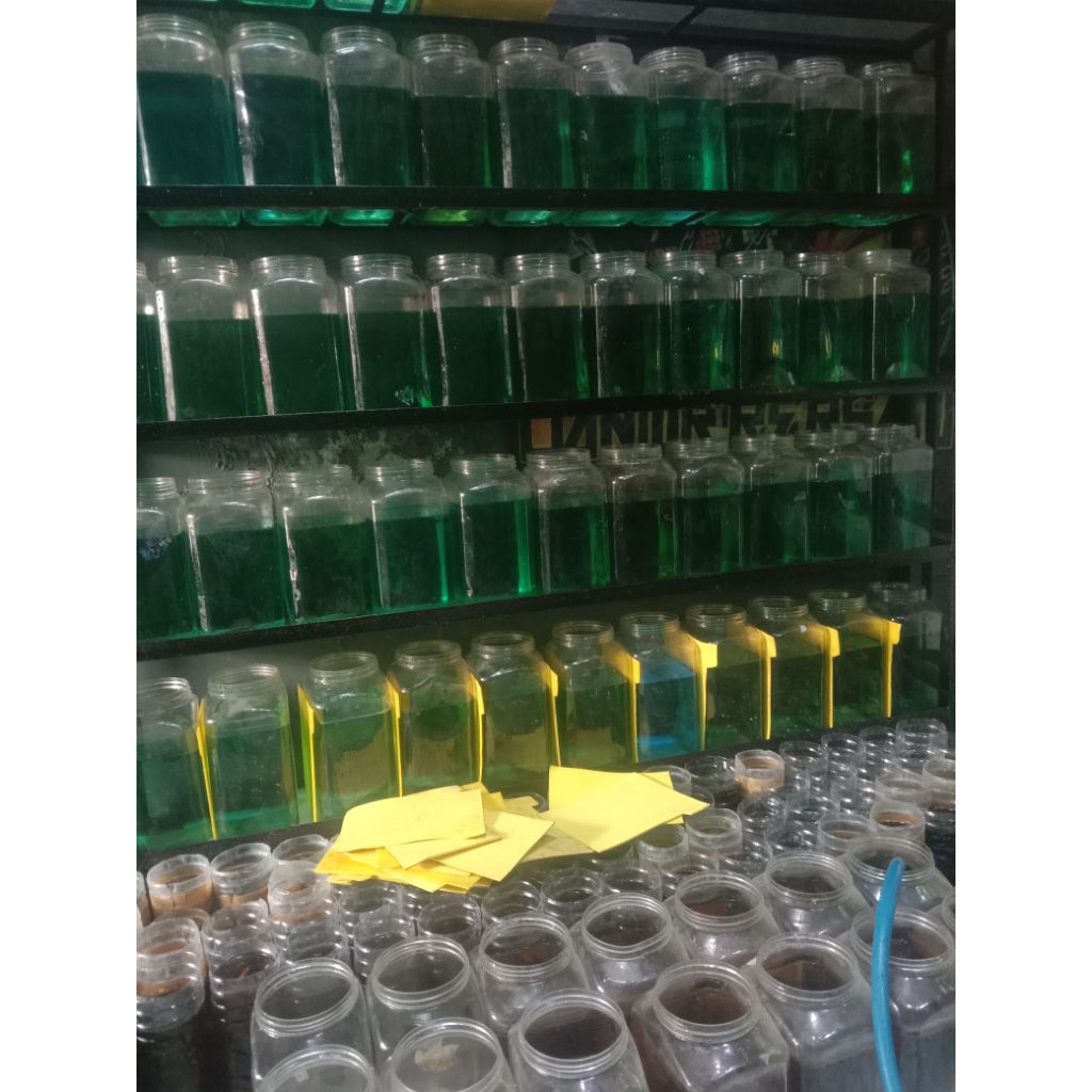 ready murah  ikan cupang hmpk Bahanan kontes potensi bukan rijek size s / baby