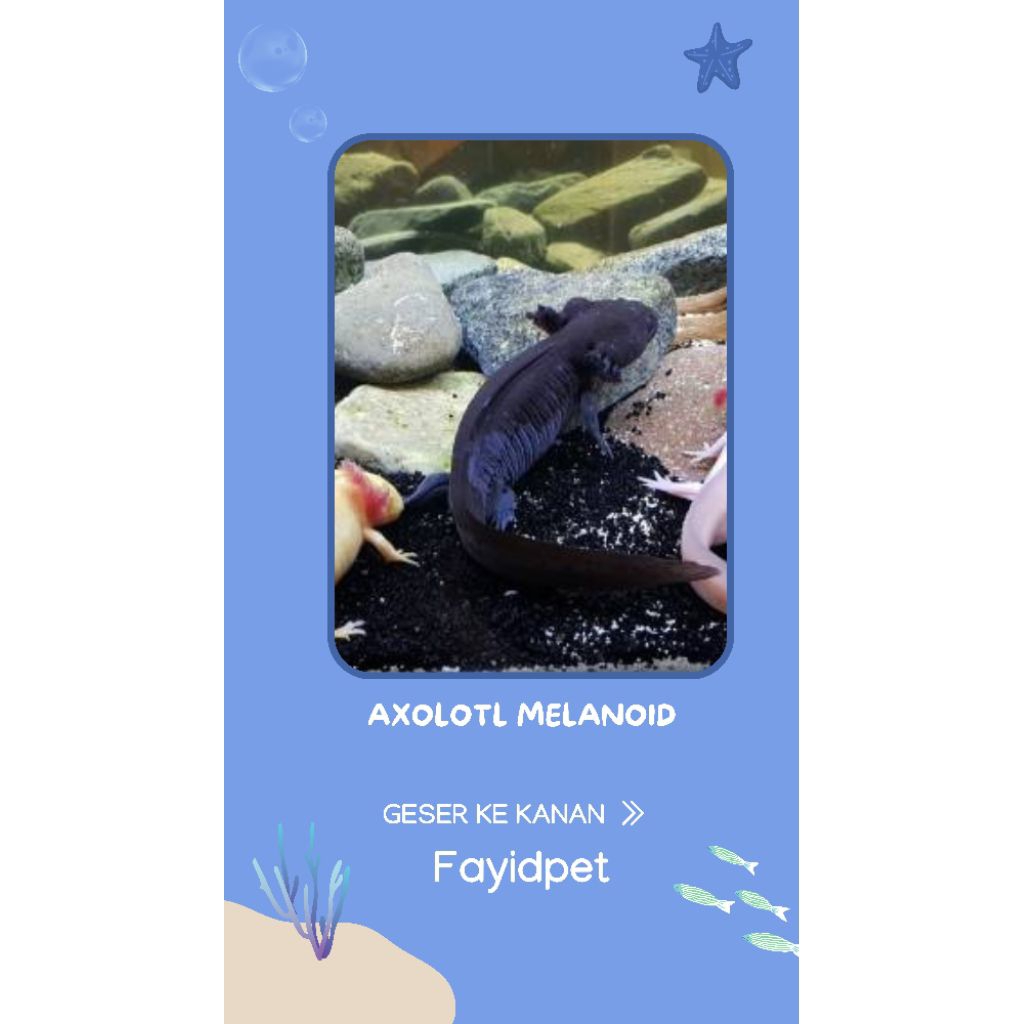 Perlengkapan aquarium, Axolotl Melanoid 7-8cm