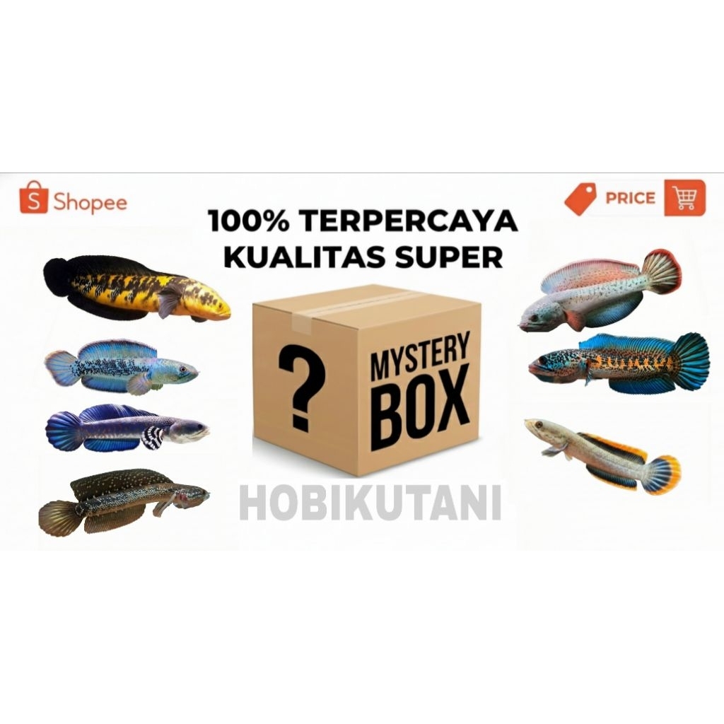 Misteri Box Channa Premium Edition – Pilihan Acak Ikan Channa Unggulan