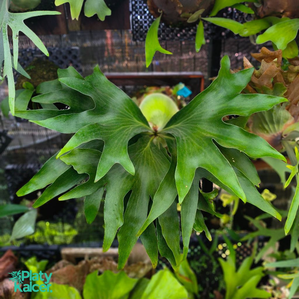 PLATYCERIUM HILLII MIO TANAMAN PAKU TANDUK RUSA PLATYCERIUM HILLII ORIGINAL PUP