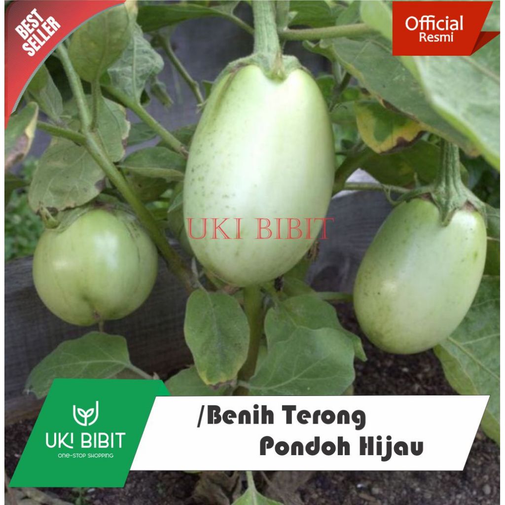 ( 10 Butir ) Benih Biji Terong Jumbo Jepang | Terong Pondoh Hijau | Terong Telur Hijau