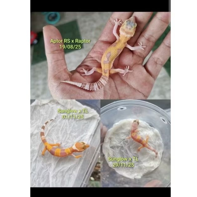 Paket Baby Gecko Murahhh