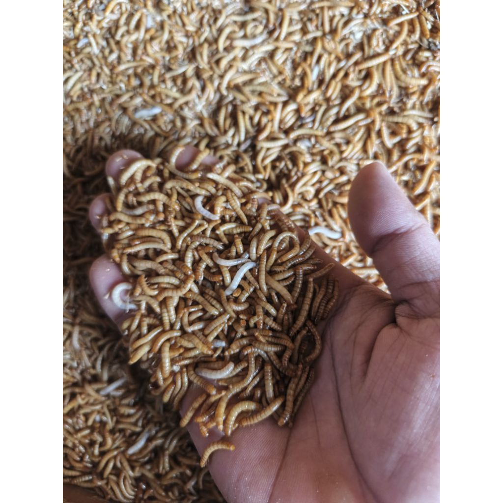 Ulat hongkong segar 100gr untuk makanan burung, reptil, dan ikan chana