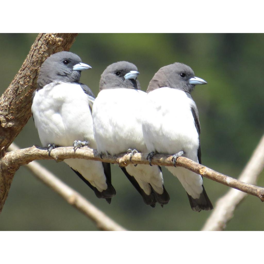 Kekep babi Artamus leucorynchus