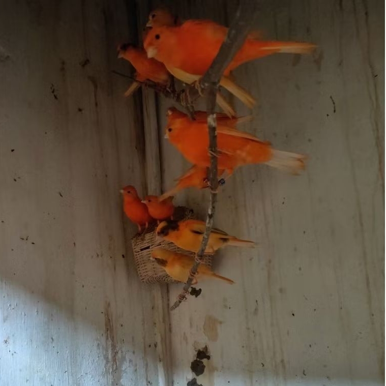 Kenari Merah Merlok Real Original Trah Jantan Betina Canary Red Varian