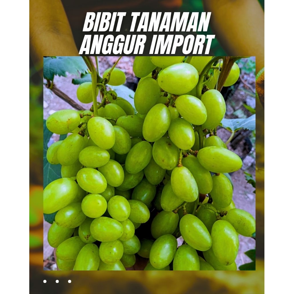 BIBIT ANGGUR DIXON import/bibit buah anggur/pohon anggur/anggur import