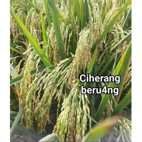 BIBIT BENIH PADI CIHERANG BERUANG Premium Original 5kg