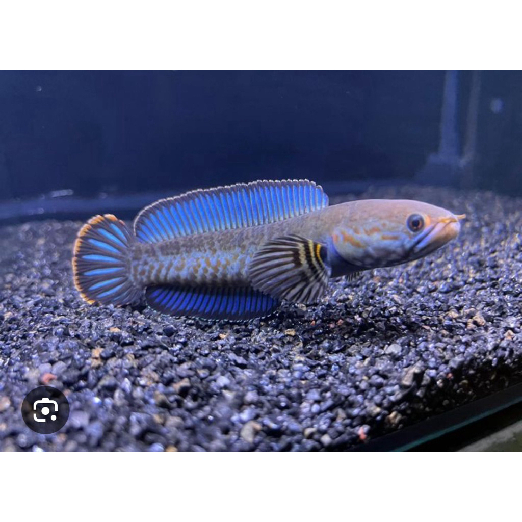 chana andrao size 8-10 cm